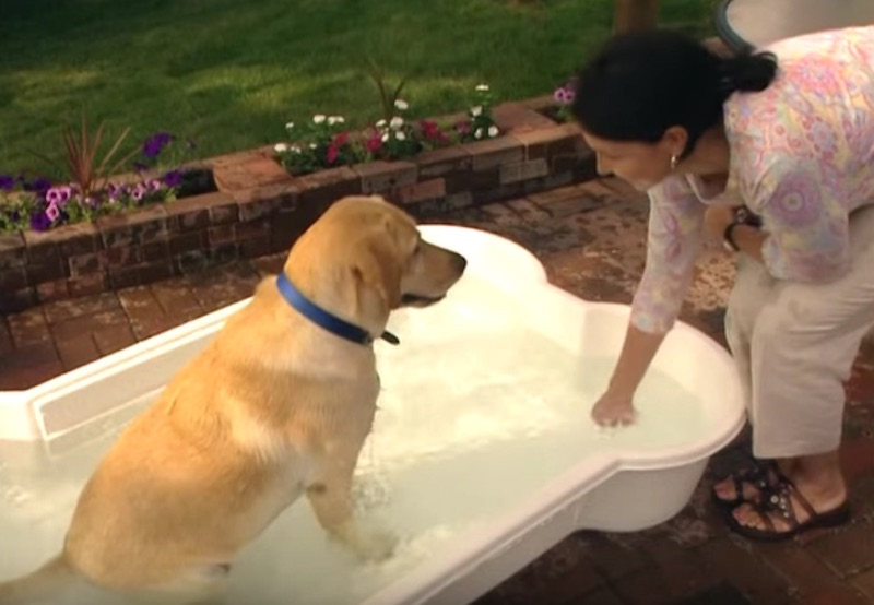 one dog bone pool